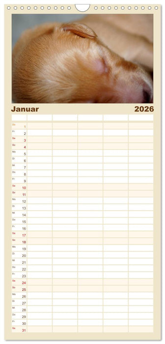 Hovawart - natürlich blond (CALVENDO Familienplaner 2026)
