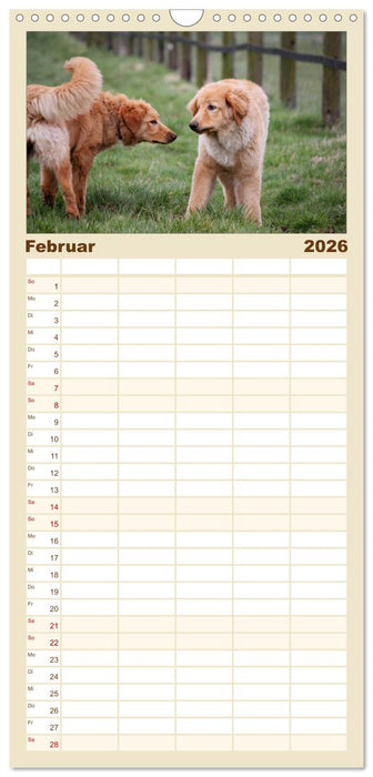 Hovawart - natürlich blond (CALVENDO Familienplaner 2026)