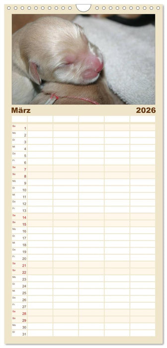 Hovawart - natürlich blond (CALVENDO Familienplaner 2026)