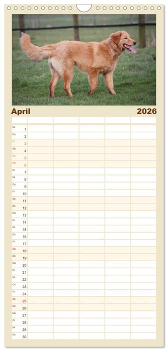 Hovawart - natürlich blond (CALVENDO Familienplaner 2026)