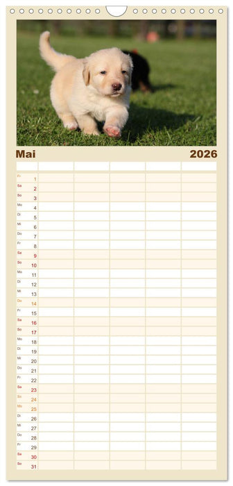 Hovawart - natürlich blond (CALVENDO Familienplaner 2026)