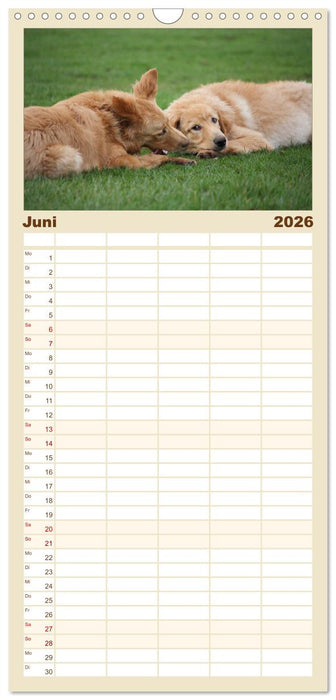 Hovawart - natürlich blond (CALVENDO Familienplaner 2026)