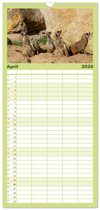 Erdmännchen (CALVENDO Familienplaner 2026)
