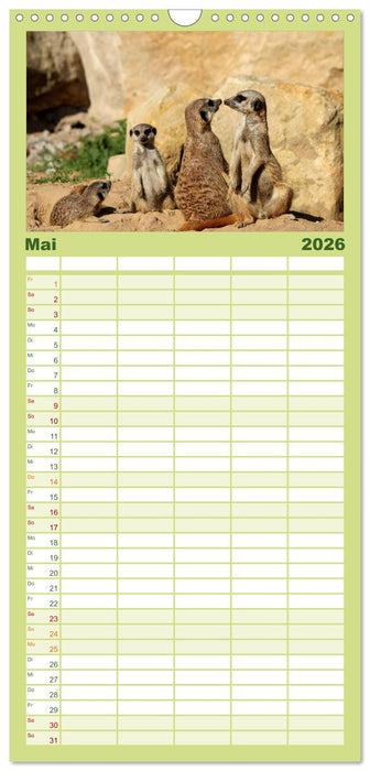 Erdmännchen (CALVENDO Familienplaner 2026)