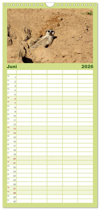 Erdmännchen (CALVENDO Familienplaner 2026)