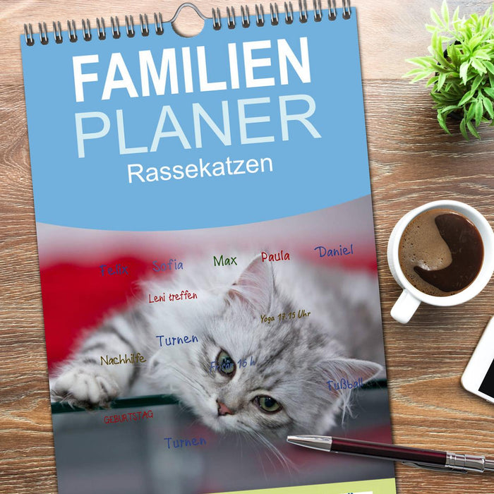 Rassekatzen (CALVENDO Familienplaner 2026)