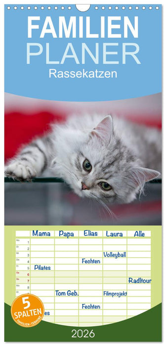 Rassekatzen (CALVENDO Familienplaner 2026)