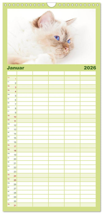 Rassekatzen (CALVENDO Familienplaner 2026)