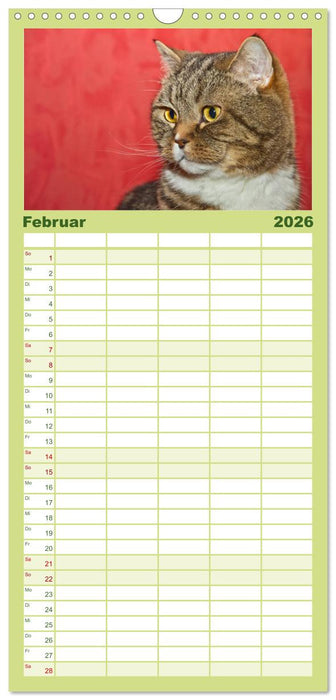 Rassekatzen (CALVENDO Familienplaner 2026)