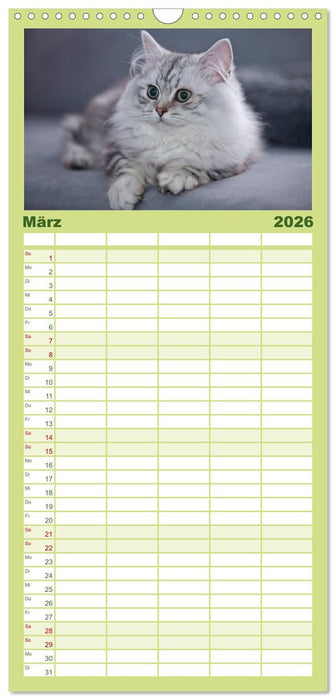 Rassekatzen (CALVENDO Familienplaner 2026)