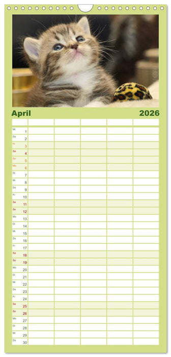 Rassekatzen (CALVENDO Familienplaner 2026)