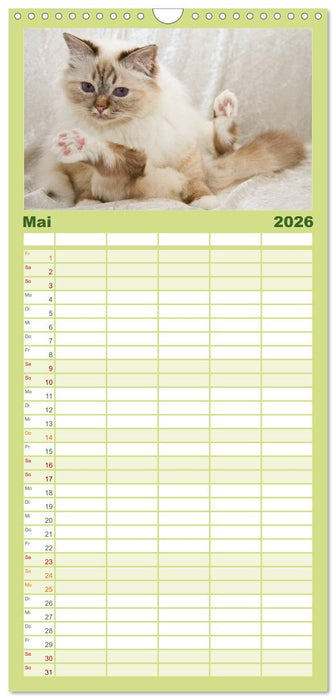 Rassekatzen (CALVENDO Familienplaner 2026)