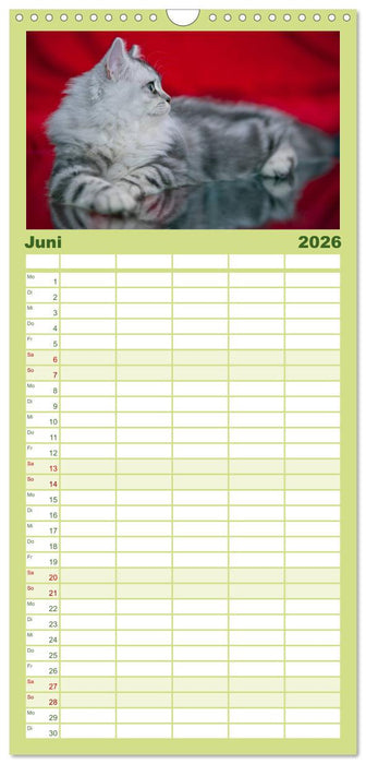 Rassekatzen (CALVENDO Familienplaner 2026)