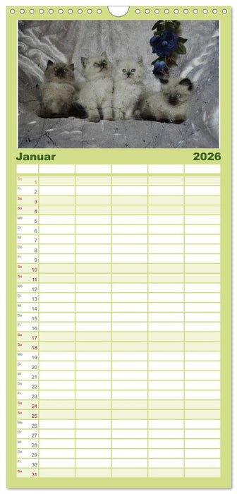 Oma's Katzenkalender 2026 (CALVENDO Familienplaner 2026)