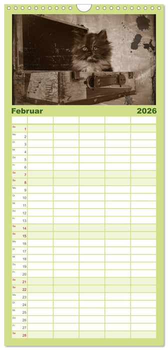 Oma's Katzenkalender 2026 (CALVENDO Familienplaner 2026)