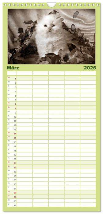 Oma's Katzenkalender 2026 (CALVENDO Familienplaner 2026)