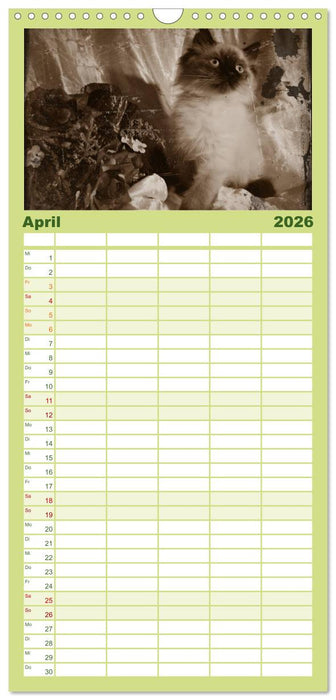 Oma's Katzenkalender 2026 (CALVENDO Familienplaner 2026)