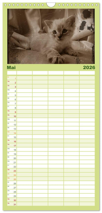 Oma's Katzenkalender 2026 (CALVENDO Familienplaner 2026)