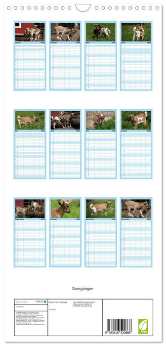 Zwergziegen (CALVENDO Familienplaner 2026)