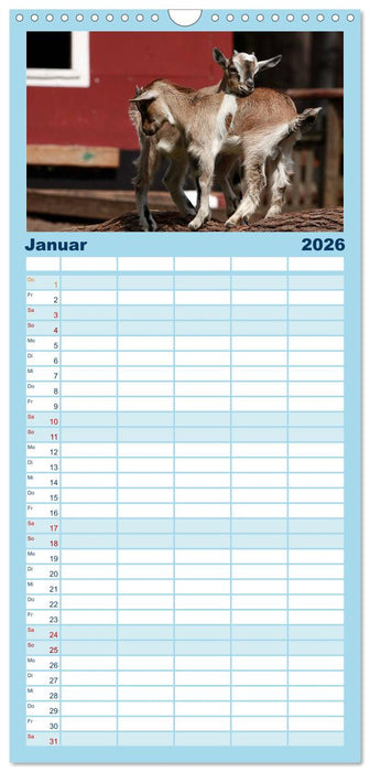 Zwergziegen (CALVENDO Familienplaner 2026)