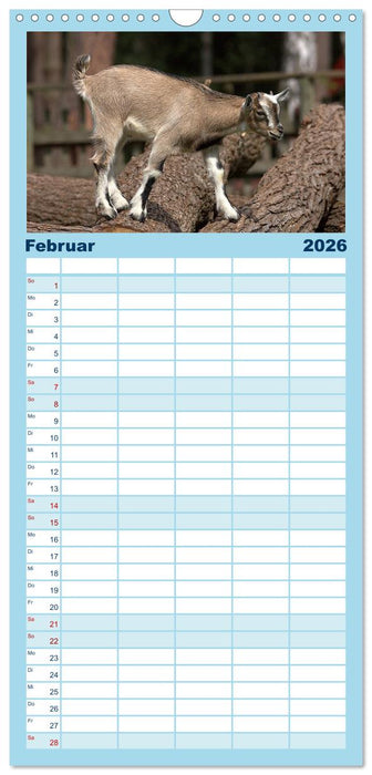 Zwergziegen (CALVENDO Familienplaner 2026)