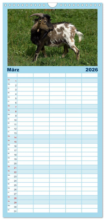 Zwergziegen (CALVENDO Familienplaner 2026)