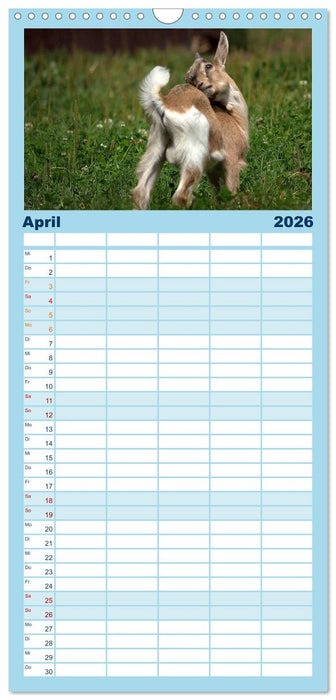 Zwergziegen (CALVENDO Familienplaner 2026)