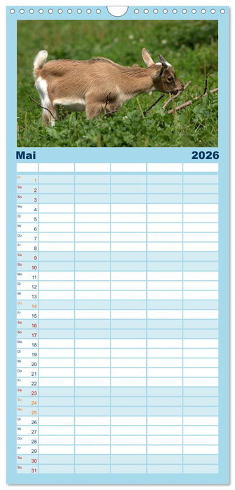 Zwergziegen (CALVENDO Familienplaner 2026)