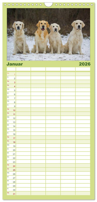 Golden Retriever - Ein Herz auf 4 Pfoten (CALVENDO Familienplaner 2026)
