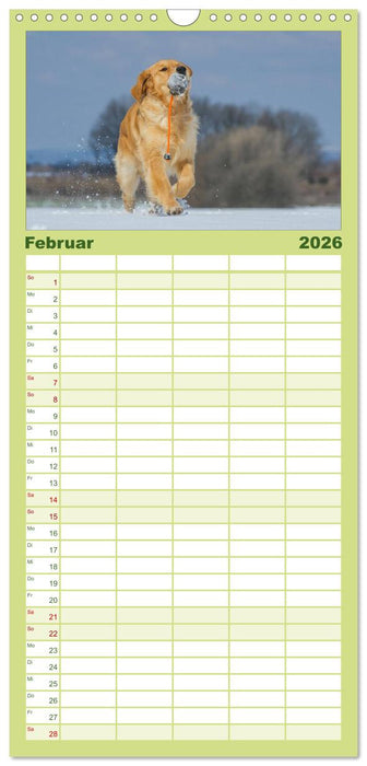 Golden Retriever - Ein Herz auf 4 Pfoten (CALVENDO Familienplaner 2026)