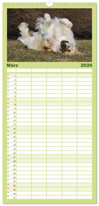 Golden Retriever - Ein Herz auf 4 Pfoten (CALVENDO Familienplaner 2026)