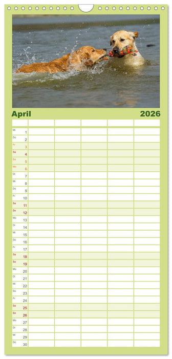 Golden Retriever - Ein Herz auf 4 Pfoten (CALVENDO Familienplaner 2026)
