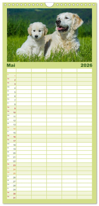 Golden Retriever - Ein Herz auf 4 Pfoten (CALVENDO Familienplaner 2026)