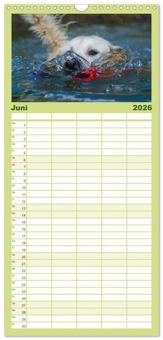 Golden Retriever - Ein Herz auf 4 Pfoten (CALVENDO Familienplaner 2026)