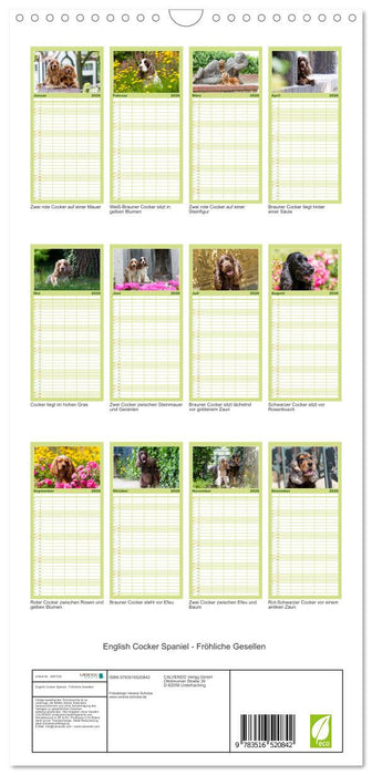 English Cocker Spaniel - Fröhliche Gesellen (CALVENDO Familienplaner 2026)