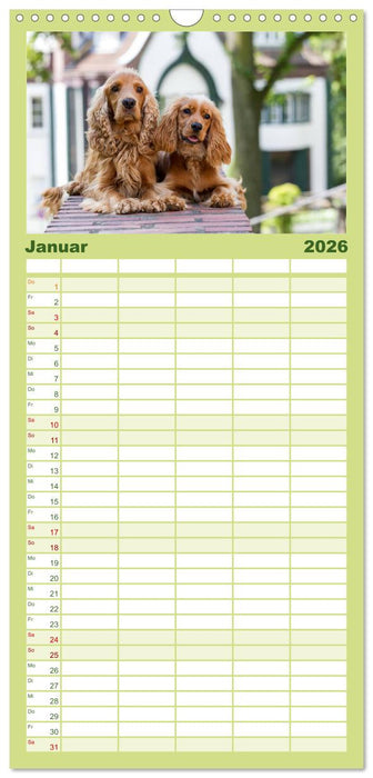 English Cocker Spaniel - Fröhliche Gesellen (CALVENDO Familienplaner 2026)