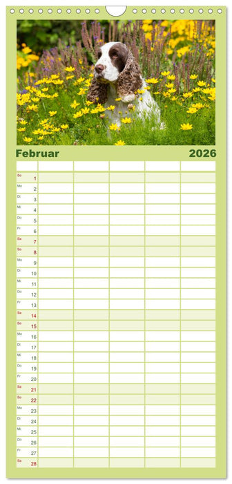 English Cocker Spaniel - Fröhliche Gesellen (CALVENDO Familienplaner 2026)