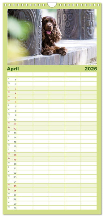English Cocker Spaniel - Fröhliche Gesellen (CALVENDO Familienplaner 2026)