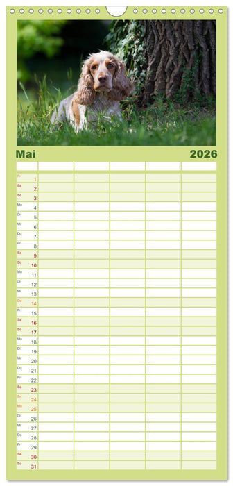 English Cocker Spaniel - Fröhliche Gesellen (CALVENDO Familienplaner 2026)