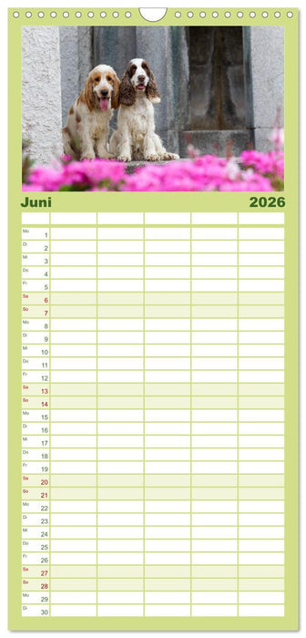 English Cocker Spaniel - Fröhliche Gesellen (CALVENDO Familienplaner 2026)