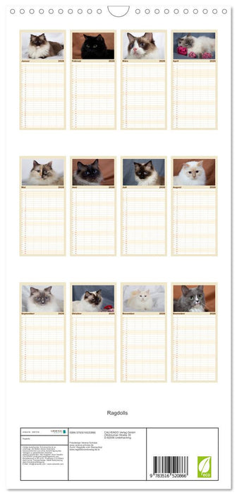 Ragdolls (CALVENDO Familienplaner 2026)