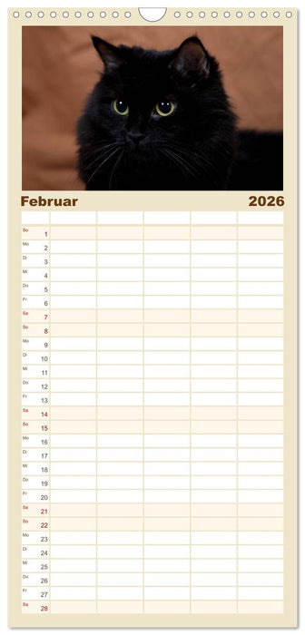 Ragdolls (CALVENDO Familienplaner 2026)