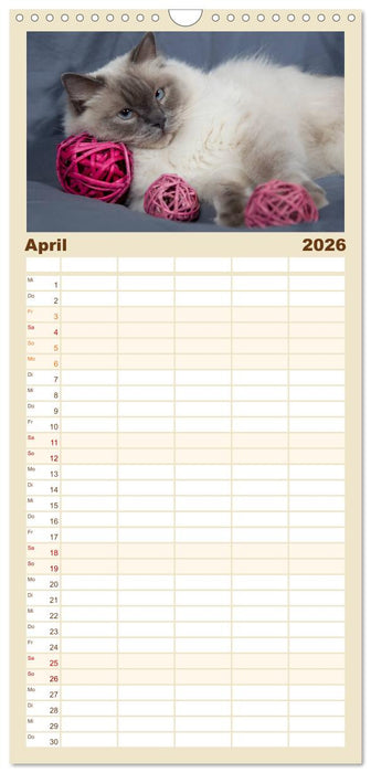 Ragdolls (CALVENDO Familienplaner 2026)