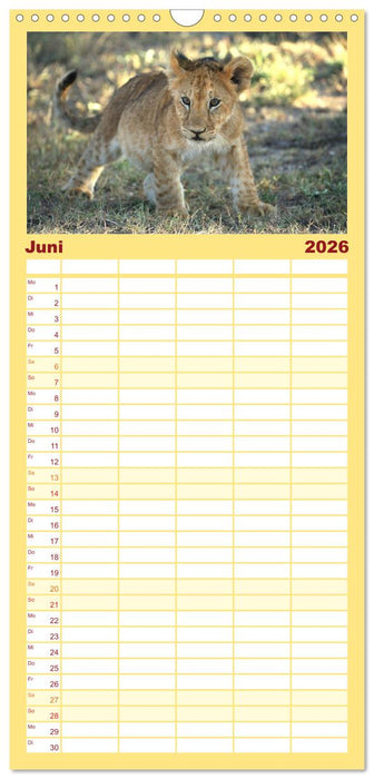 Wildes Kinderzimmer - Tierkinder in Afrika (CALVENDO Familienplaner 2026)