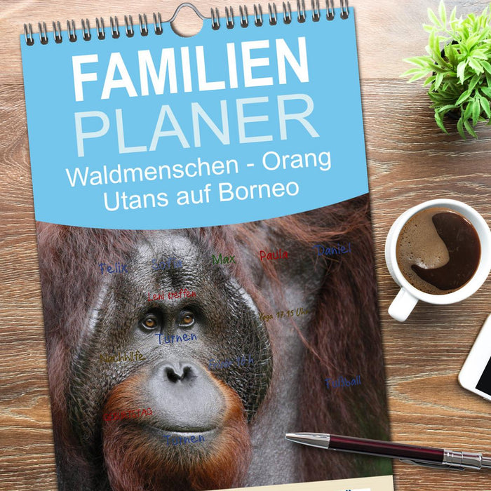 Waldmenschen - Orang Utans auf Borneo (CALVENDO Familienplaner 2026)