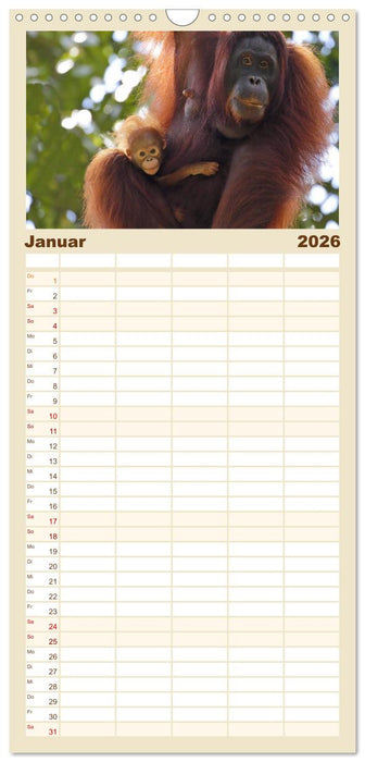 Waldmenschen - Orang Utans auf Borneo (CALVENDO Familienplaner 2026)