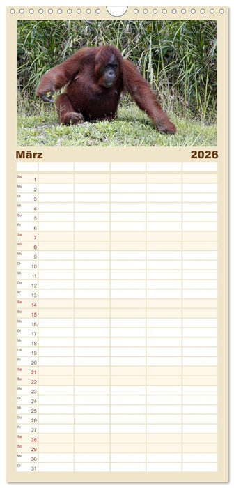 Waldmenschen - Orang Utans auf Borneo (CALVENDO Familienplaner 2026)