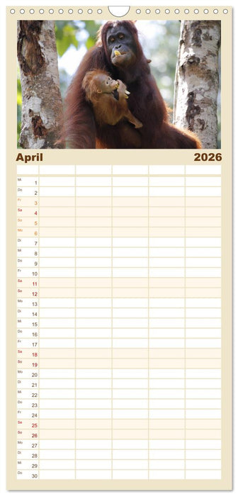 Waldmenschen - Orang Utans auf Borneo (CALVENDO Familienplaner 2026)