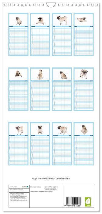 Mops - unwiderstehlich und charmant (CALVENDO Familienplaner 2026)