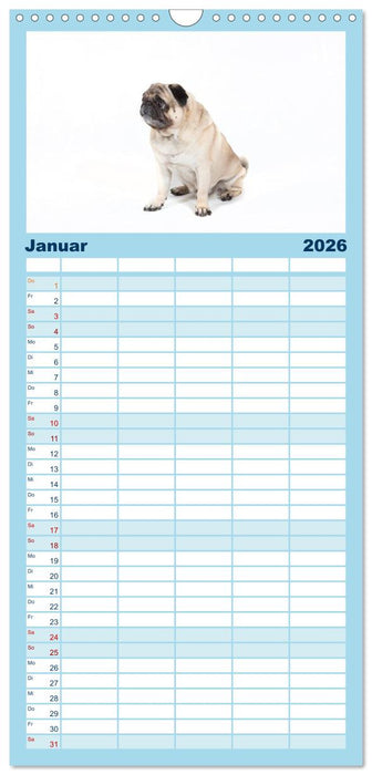 Mops - unwiderstehlich und charmant (CALVENDO Familienplaner 2026)
